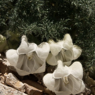 Caiophora coronata